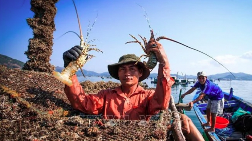 Vietnam’s lobsters claw back prominence in China